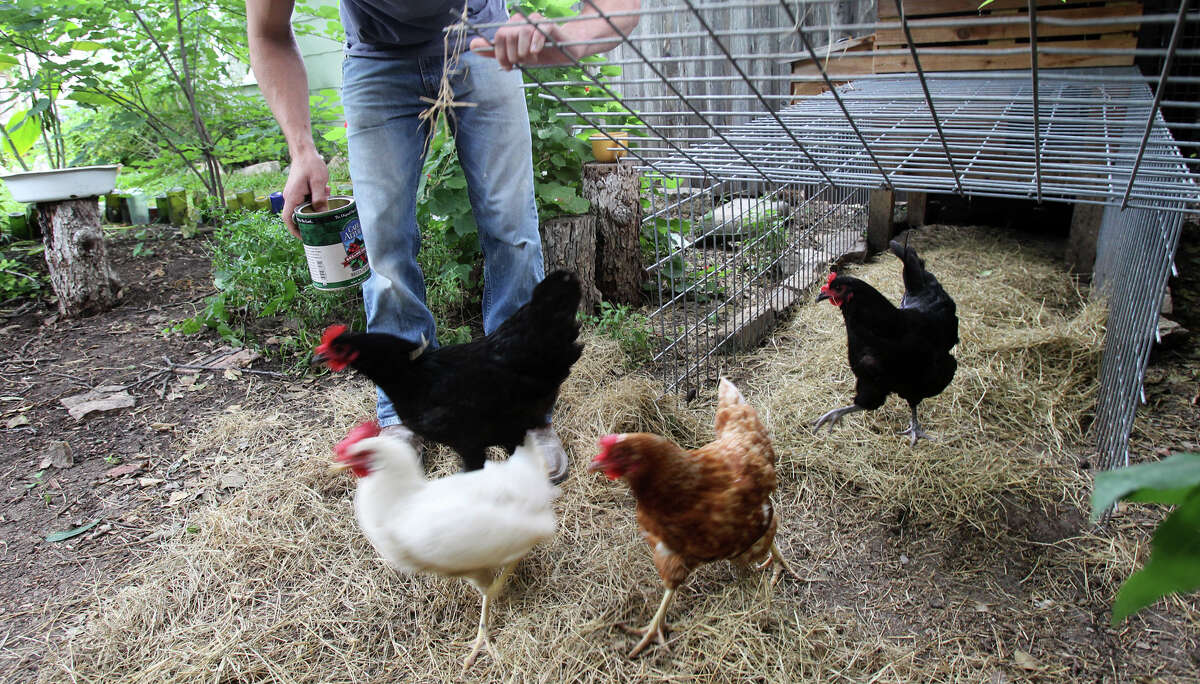 Joshua Alder lets his four chickens out of their coop into the backyard of his near northwest side home. Alder likes to let them roam the yard but has to keep a wary eye out to a local chicken hawk.
