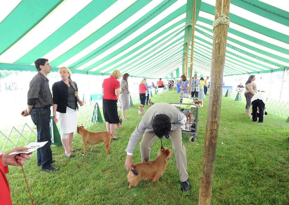 Bad fur day at Greenwich Kennel Club dog show - GreenwichTime