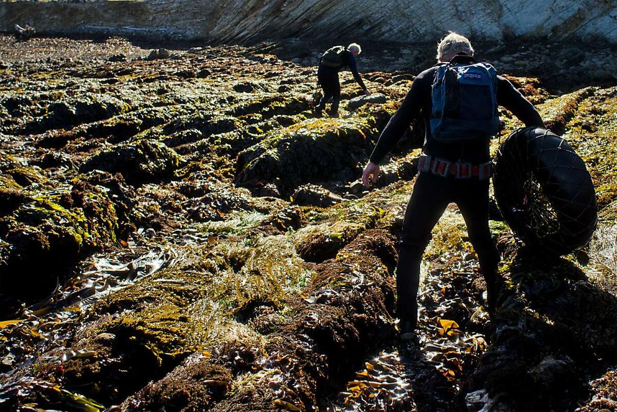 Brothers Richard and Bob Tankersley carefully make their way inland over jagged, kelp-covered rocks after abalone diving at Point Arena, California on June 6, 2012. The Fish and Game Commission will vote Wednesday on whether to establish the northernmost undersea reserve from Point Arena to the Oregon border.