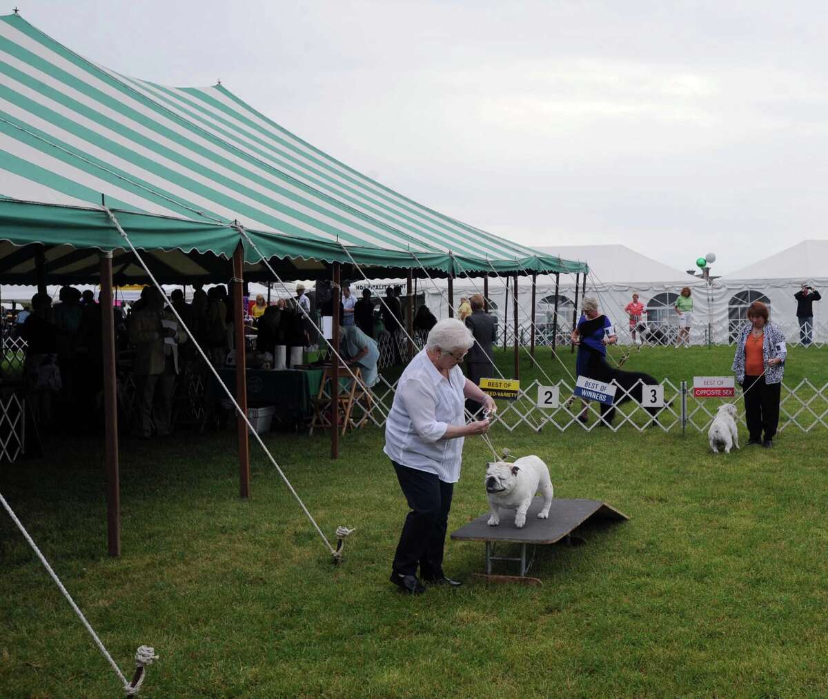 Bad fur day at Greenwich Kennel Club dog show