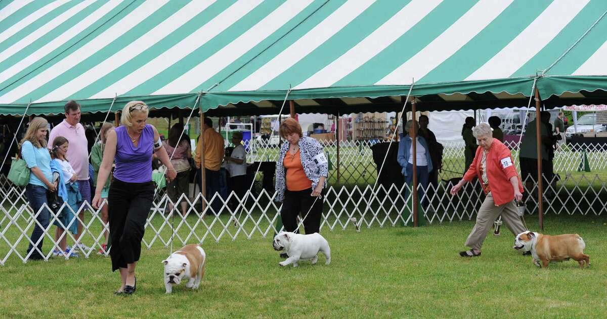 Bad fur day at Greenwich Kennel Club dog show