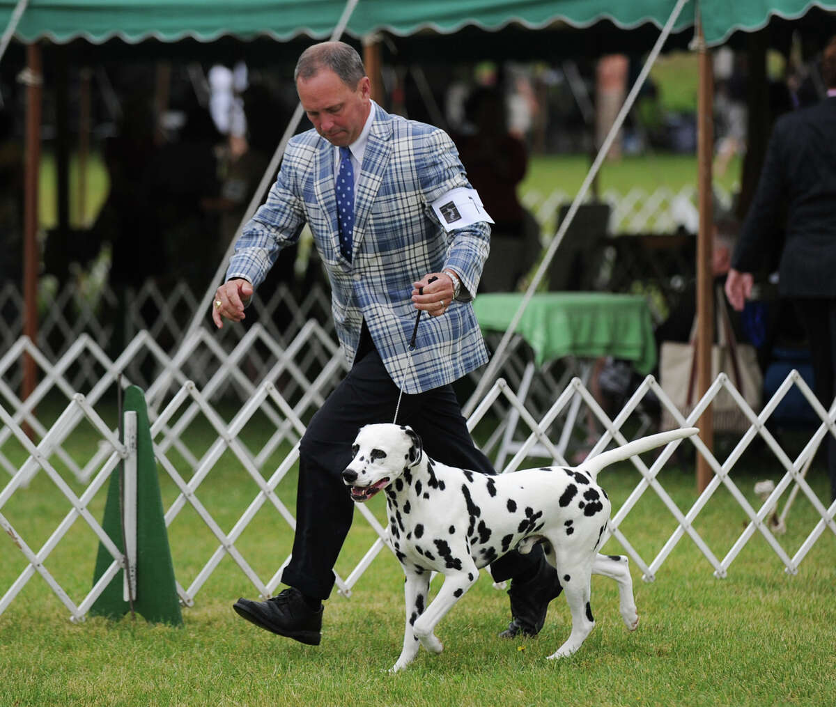 Bad fur day at Greenwich Kennel Club dog show