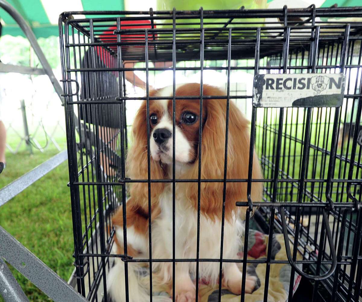 Bad fur day at Greenwich Kennel Club dog show