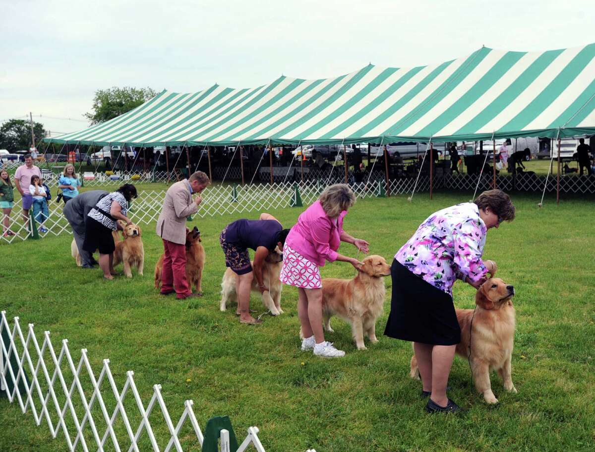 Bad fur day at Greenwich Kennel Club dog show