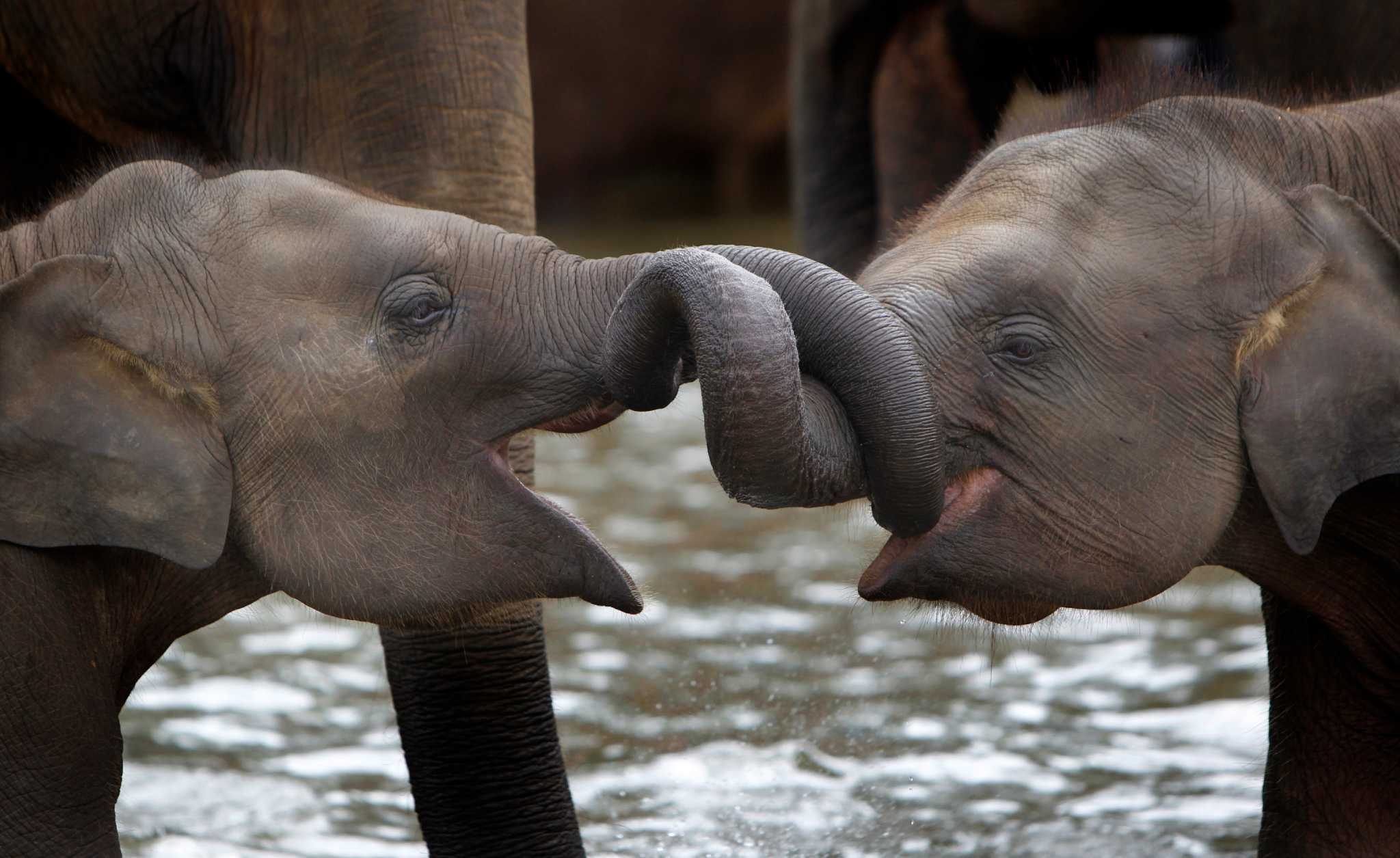 Elephant Orphanage