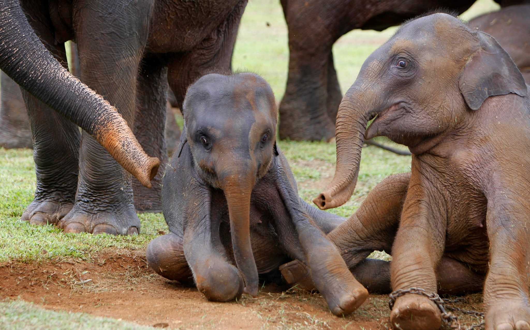 Elephant Orphanage