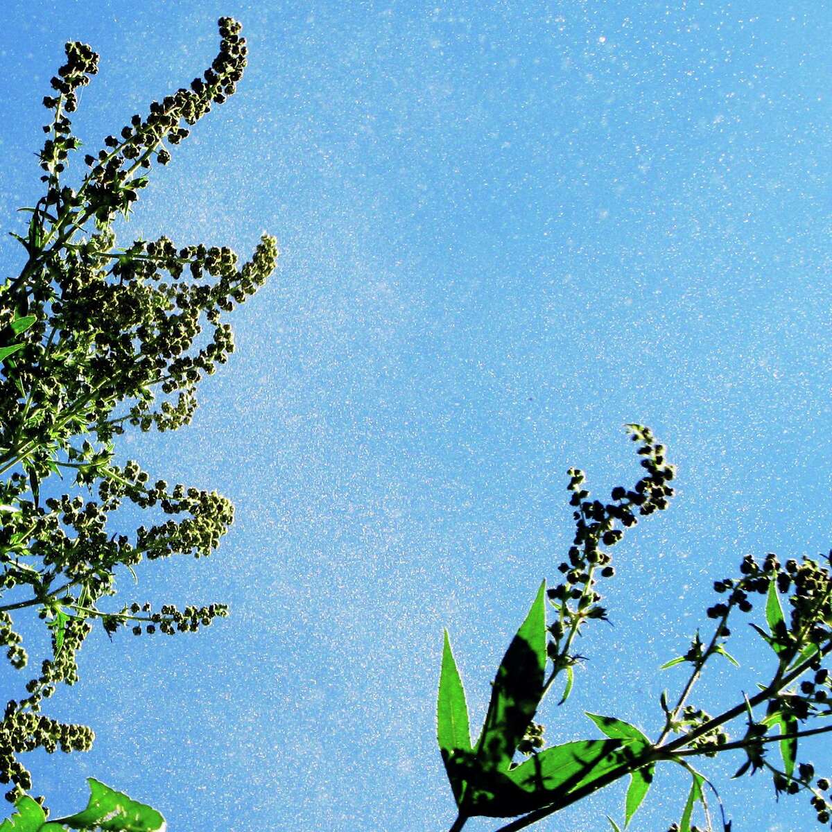 This ragweed season in South Texas could be the worst