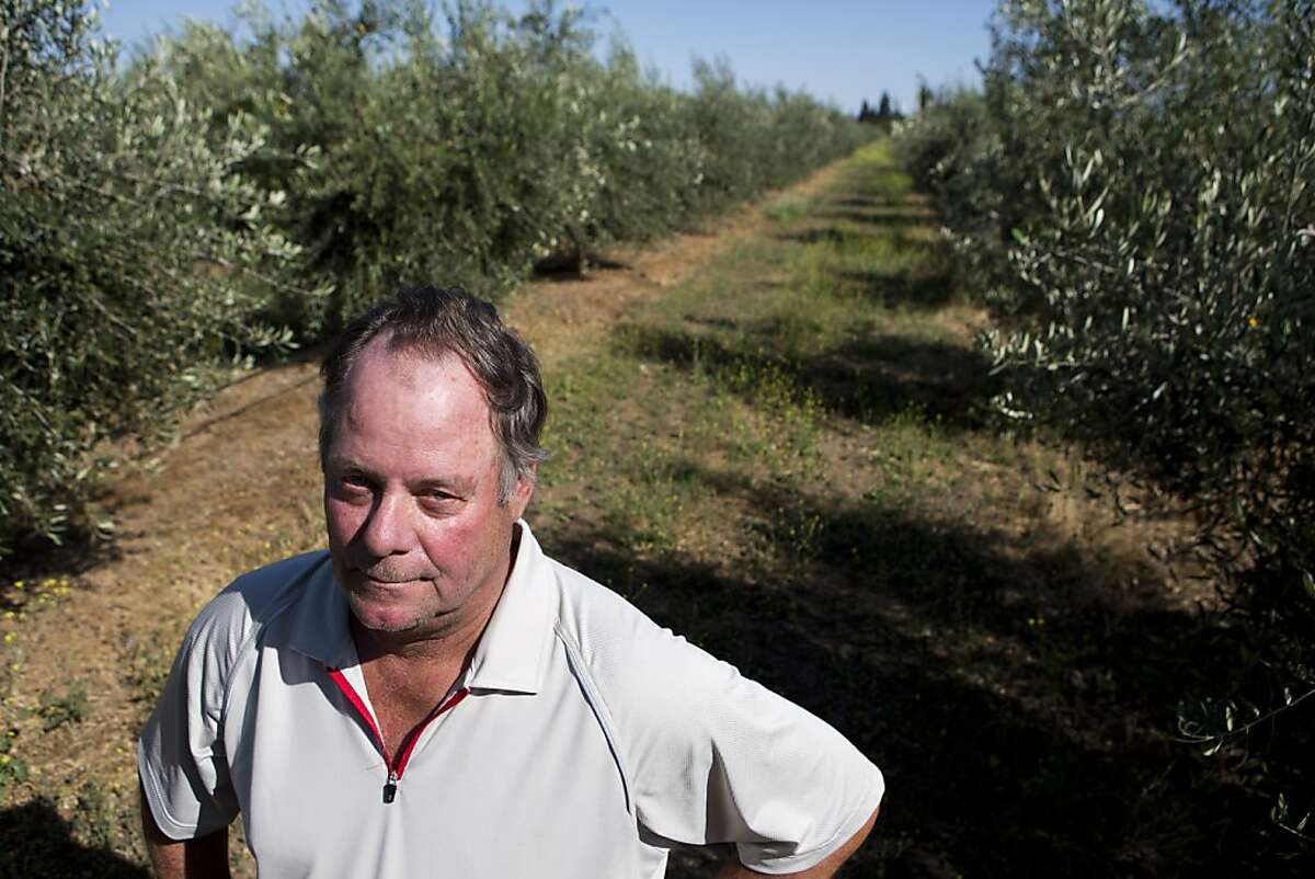 Robert Martin finishes working in his olive grove on Monday, June 11, 2012 in San Martin, Calif. Martin is a named plaintiff in a class action lawsuit against Blue Shield of California claiming that the insurance company applied a "bait and switch" technique to his family's health insurance policy.