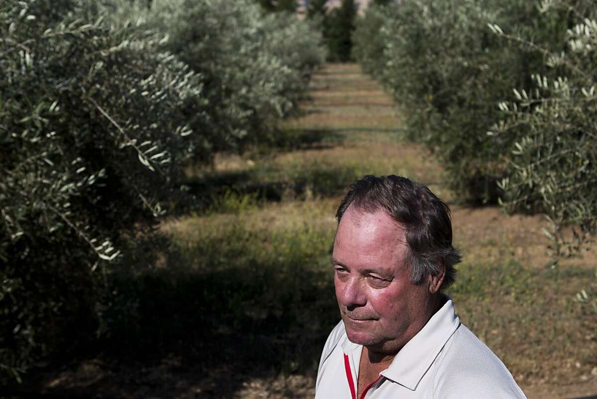 Robert Martin finishes working in his olive grove on Monday, June 11, 2012 in San Martin, Calif. Martin is a named plaintiff in a class action lawsuit against Blue Shield of California claiming that the insurance company applied a "bait and switch" technique to his family's health insurance policy.
