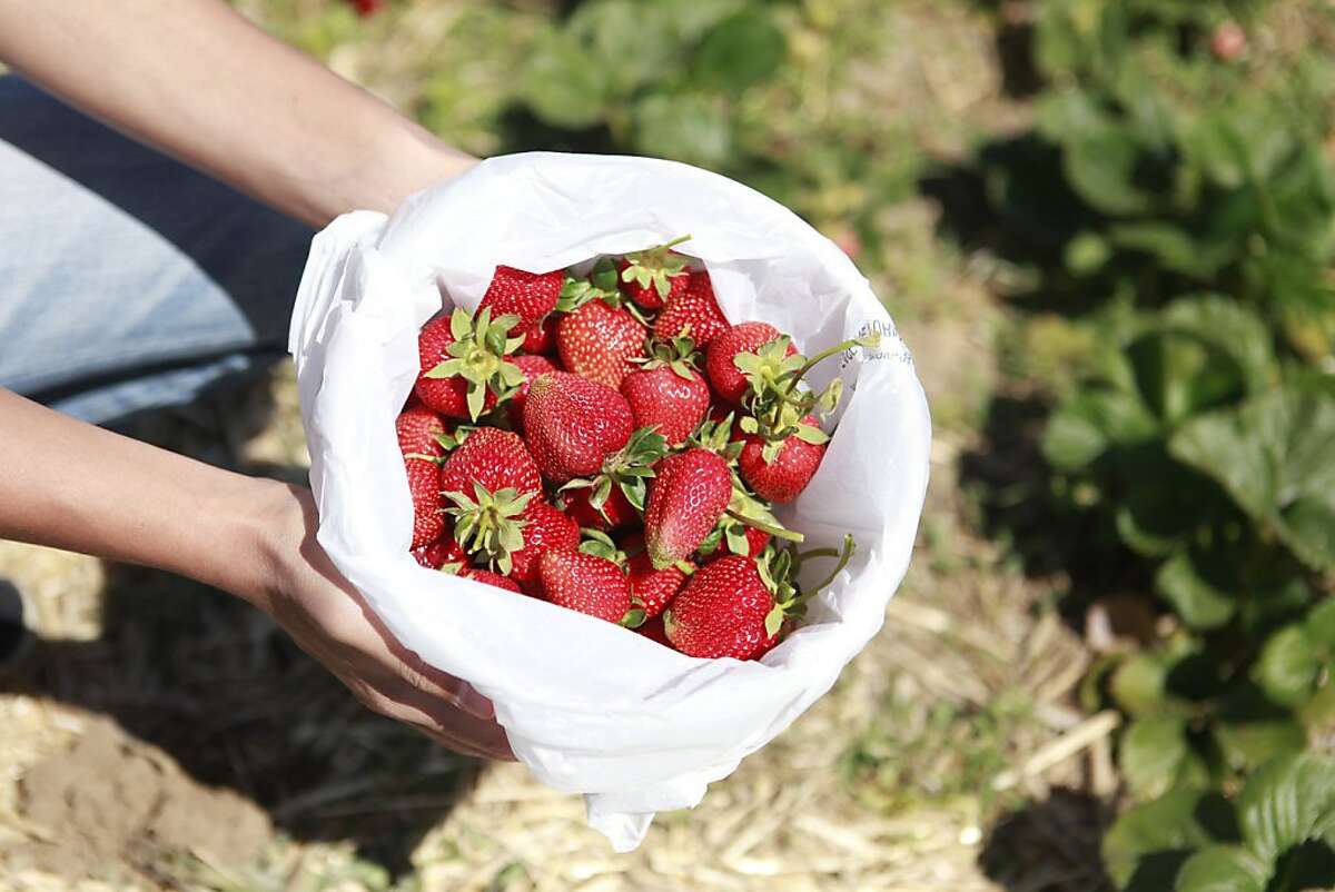 Upick farms Harvesting your own bears fruit, saves money