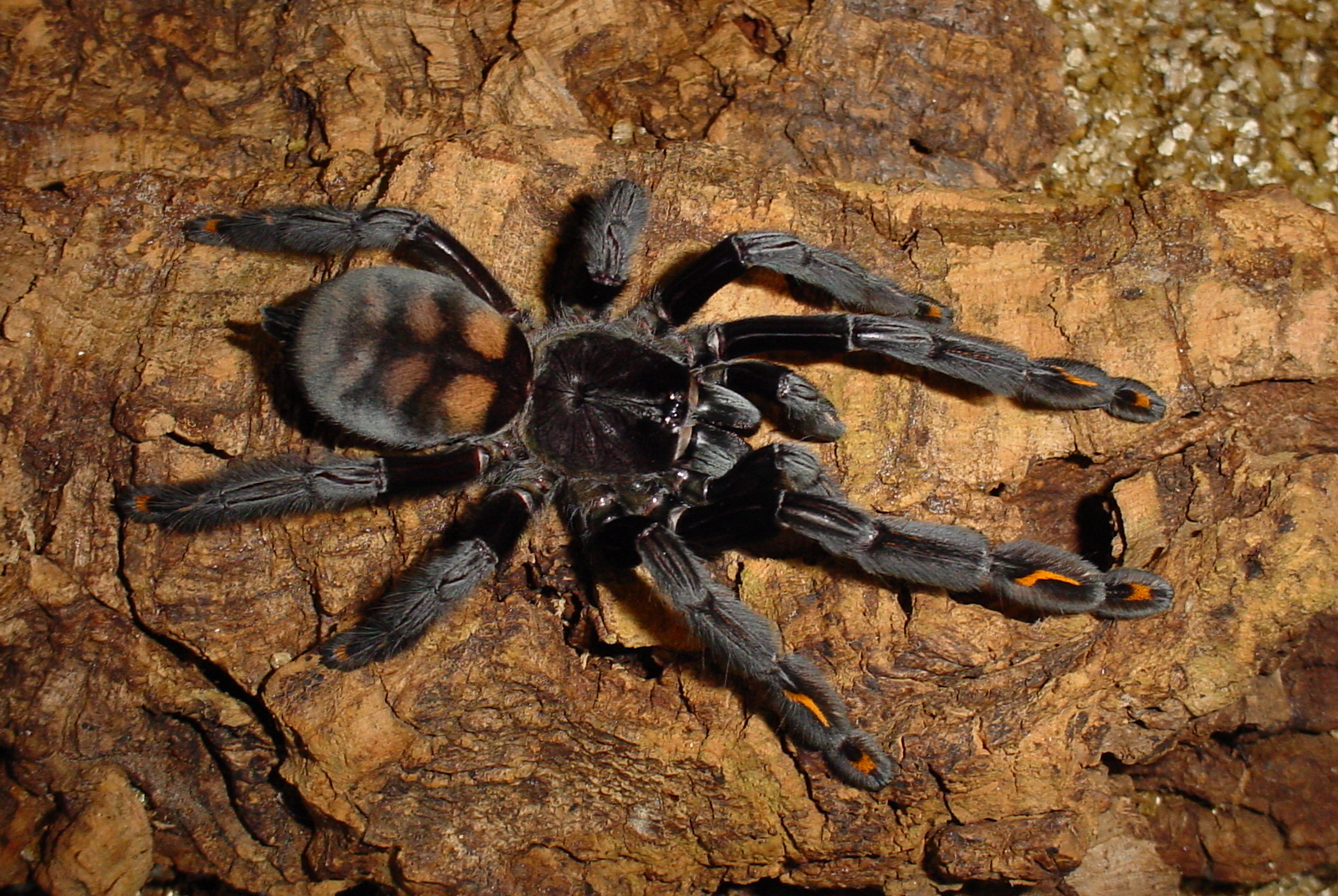 その他 Tarantula 4L Striking New Tarantula Species Discovered 'in Our Own Backyard' in