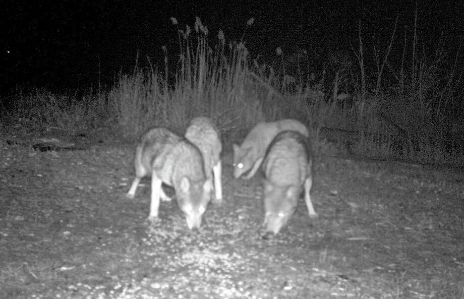 Fairfielders warned Coyotes on the prowl for pets Fairfield Citizen