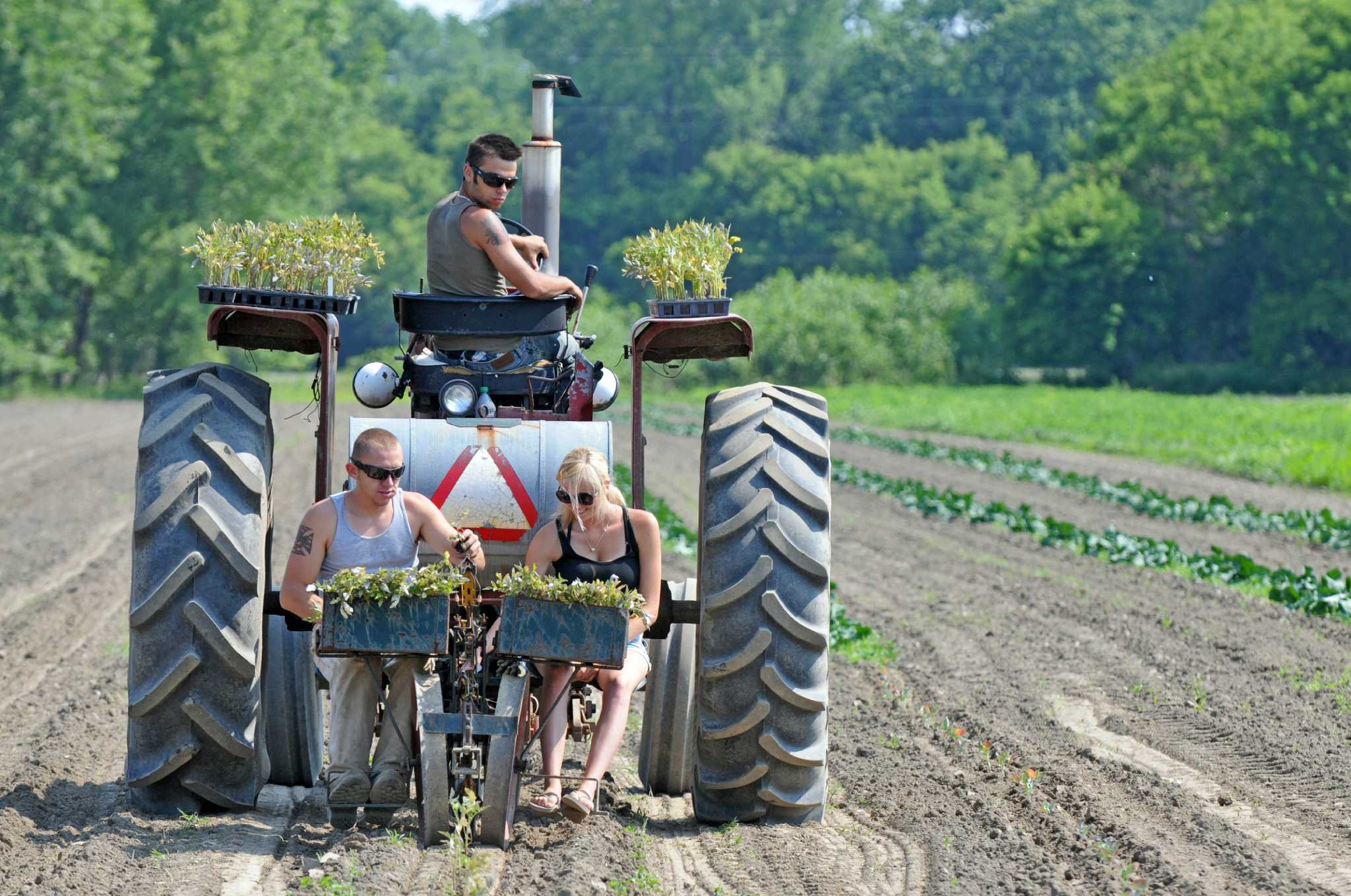 Reclaiming a field of greens