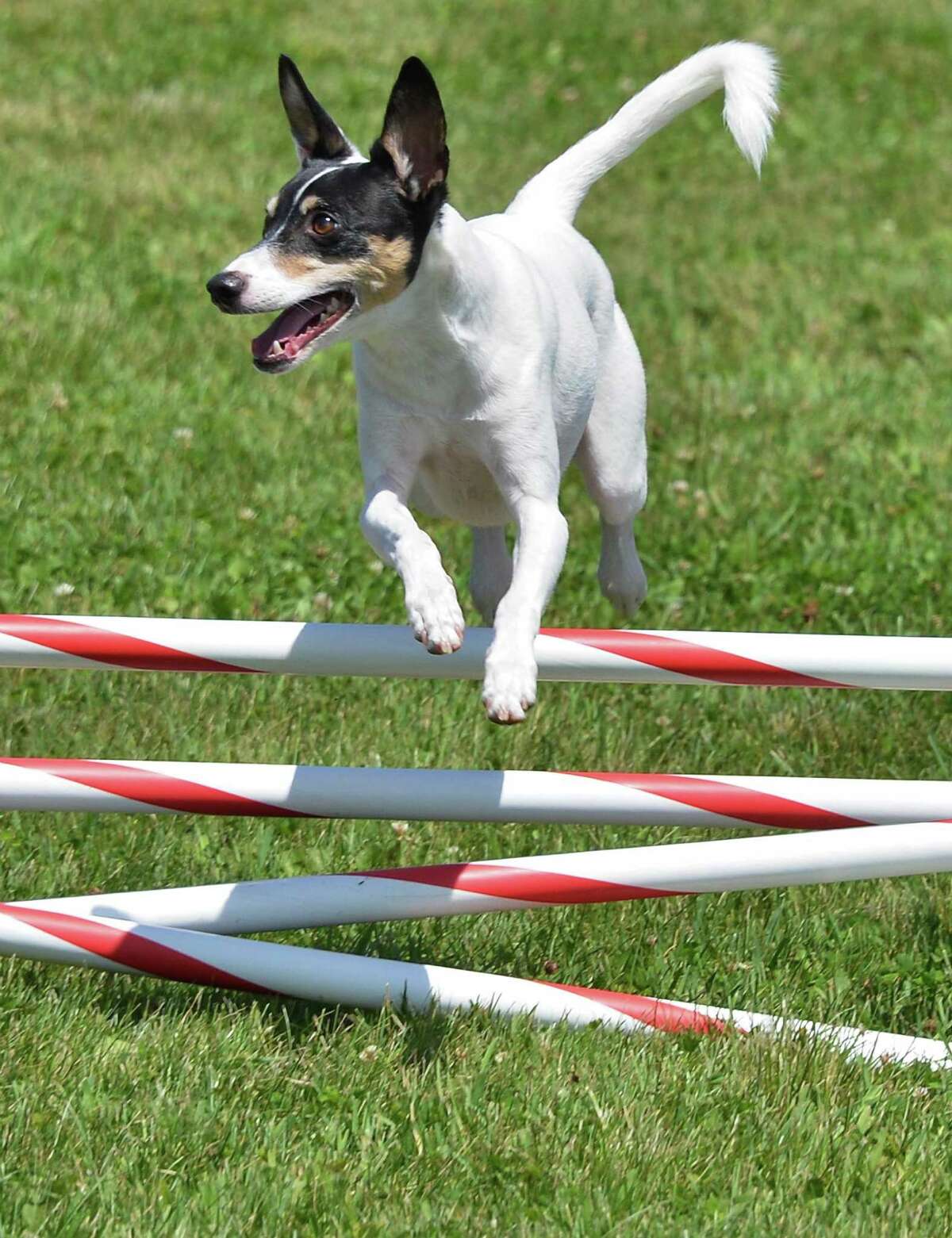 Brittany Keckler of Cincinnati, Ohio's Rat Terrier "Troy" practices for the Canine Performance Event's National Agility Championship at the Altamont Fairgrounds Thursday June 14, 2012. A first for Albany County, the three-day event beginning Friday at the fairgrounds will see 500 dogs of all shapes and sizes run an agility course combining jumps inspired by horse shows with obstacles derived from traditional working dog training. (John Carl D'Annibale / Times Union)