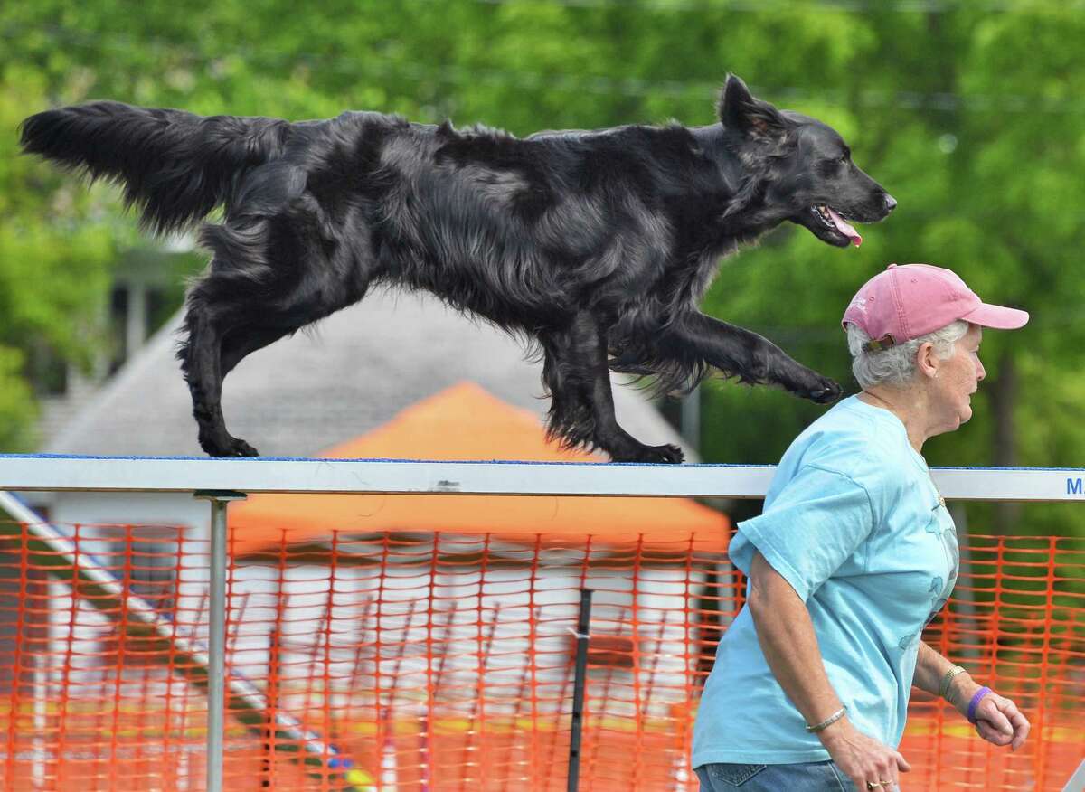 Sally Nettleton-Smilas of Haddam, Conn., runs her Flat Coated Retriever "Ripple" along an elevated dog walk as they practice for the Canine Performance Event?s National Agility Championship at the Altamont Fairgrounds Thursday June 14, 2012. (John Carl D'Annibale / Times Union)