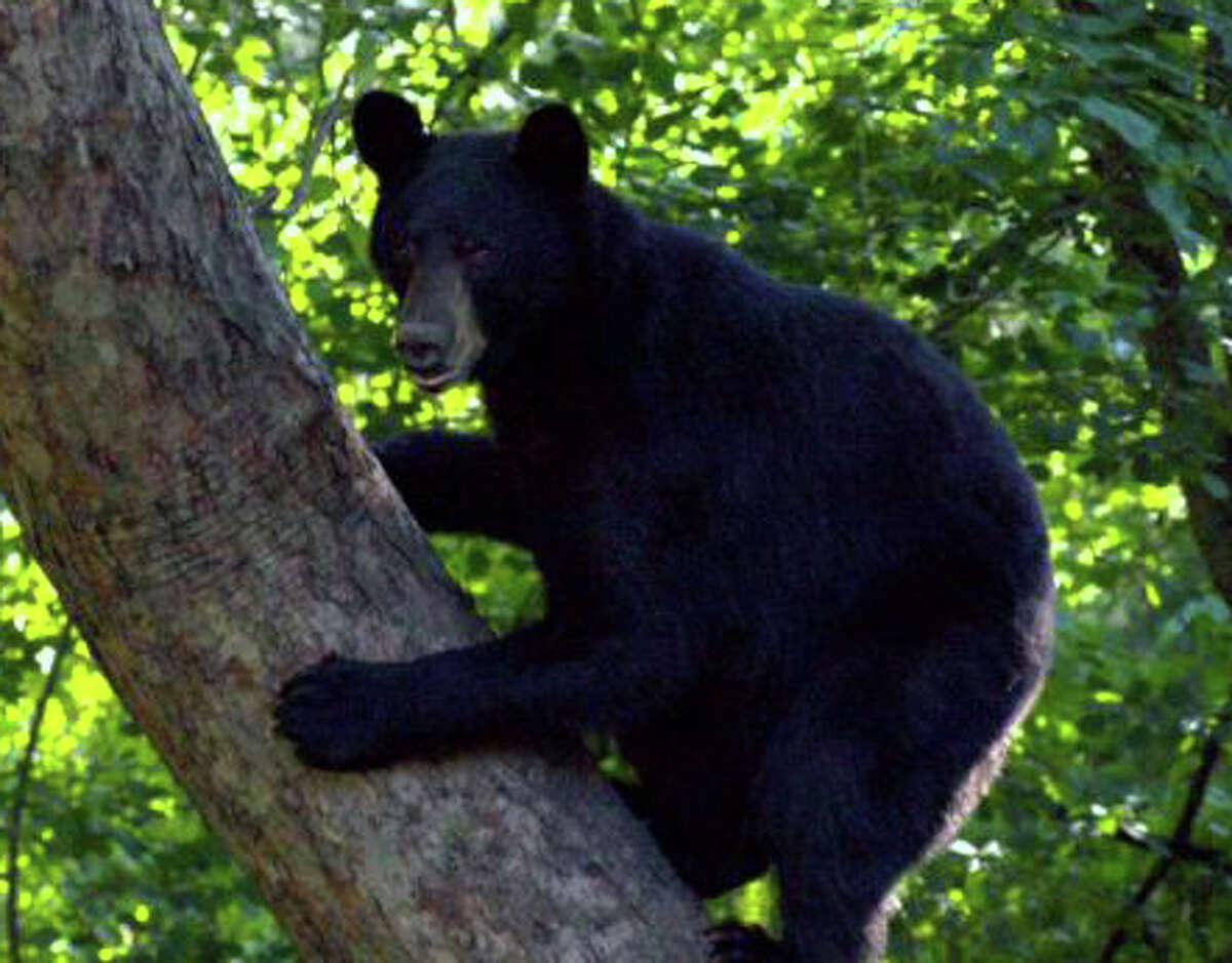 Two sightings of bears reported in Fairfield