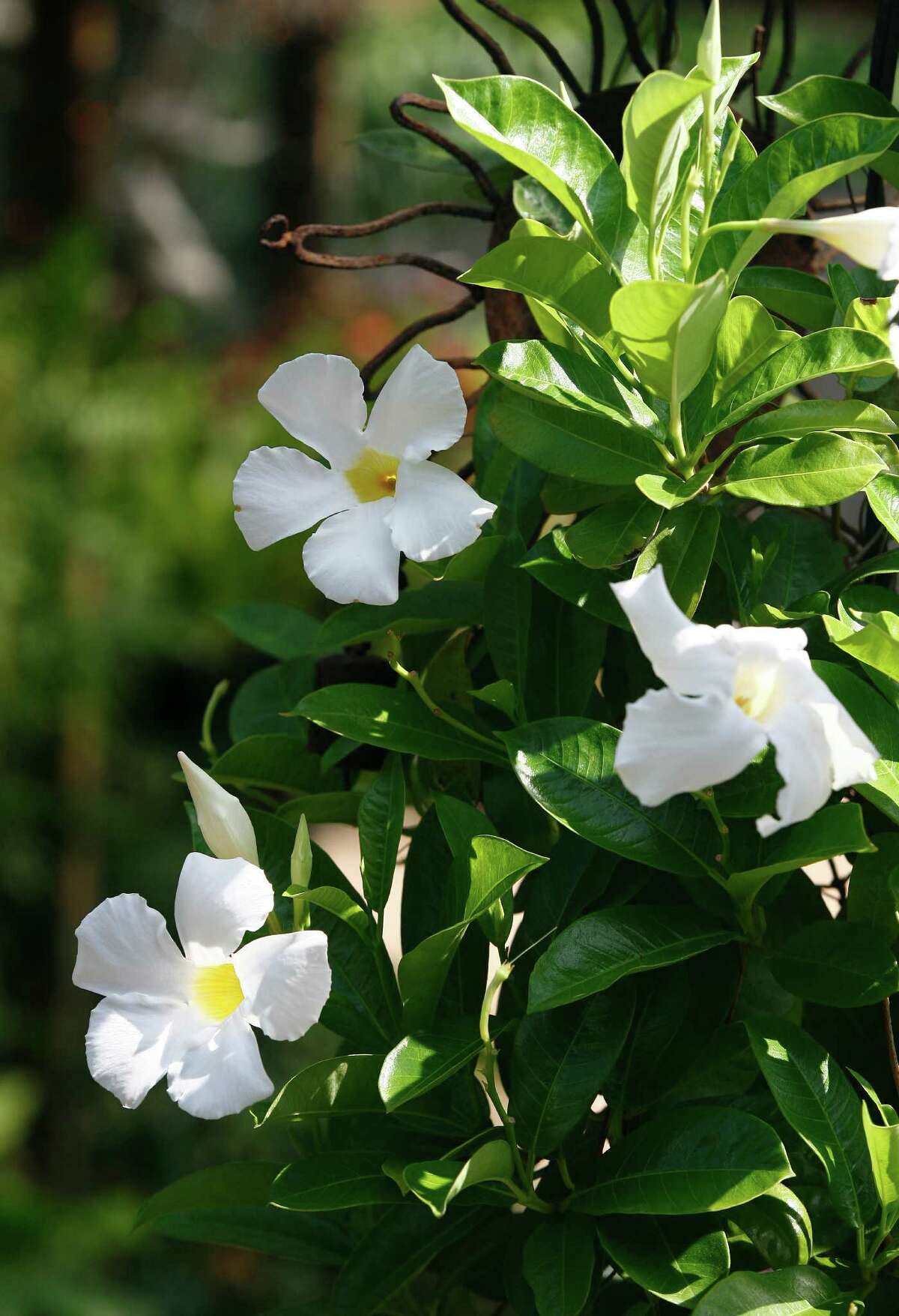 In polite company: Mannerly vines color the summer garden