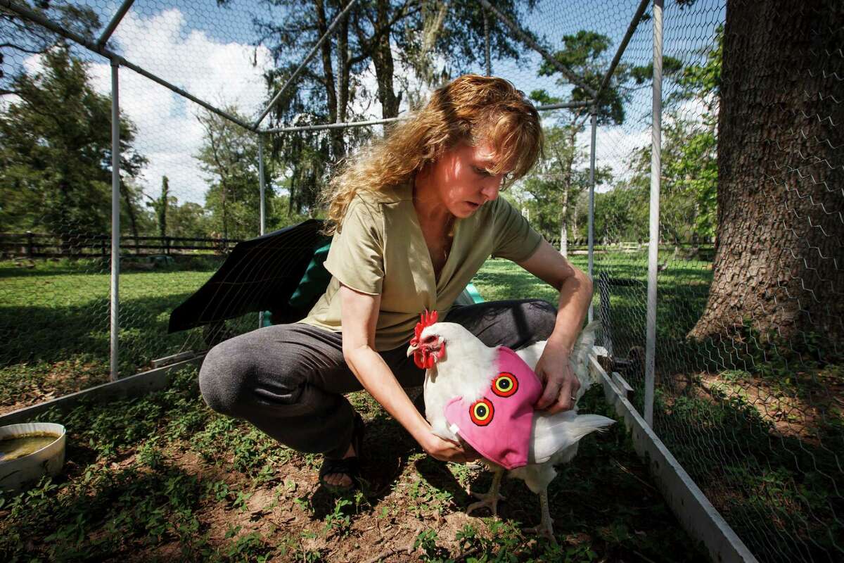 Tobi Kosanke president of Crazy K Farm puts a Hen Saver on her chicken named Parrot Chicken, Thursday, June 14, 2012, in Hempstead. The Hen Saver helps alleviate treading by roosters, pecking by other chickens and protects from swooping hawks. Kosanke created a line of poultry products to help protect birds and increase their quality of life.