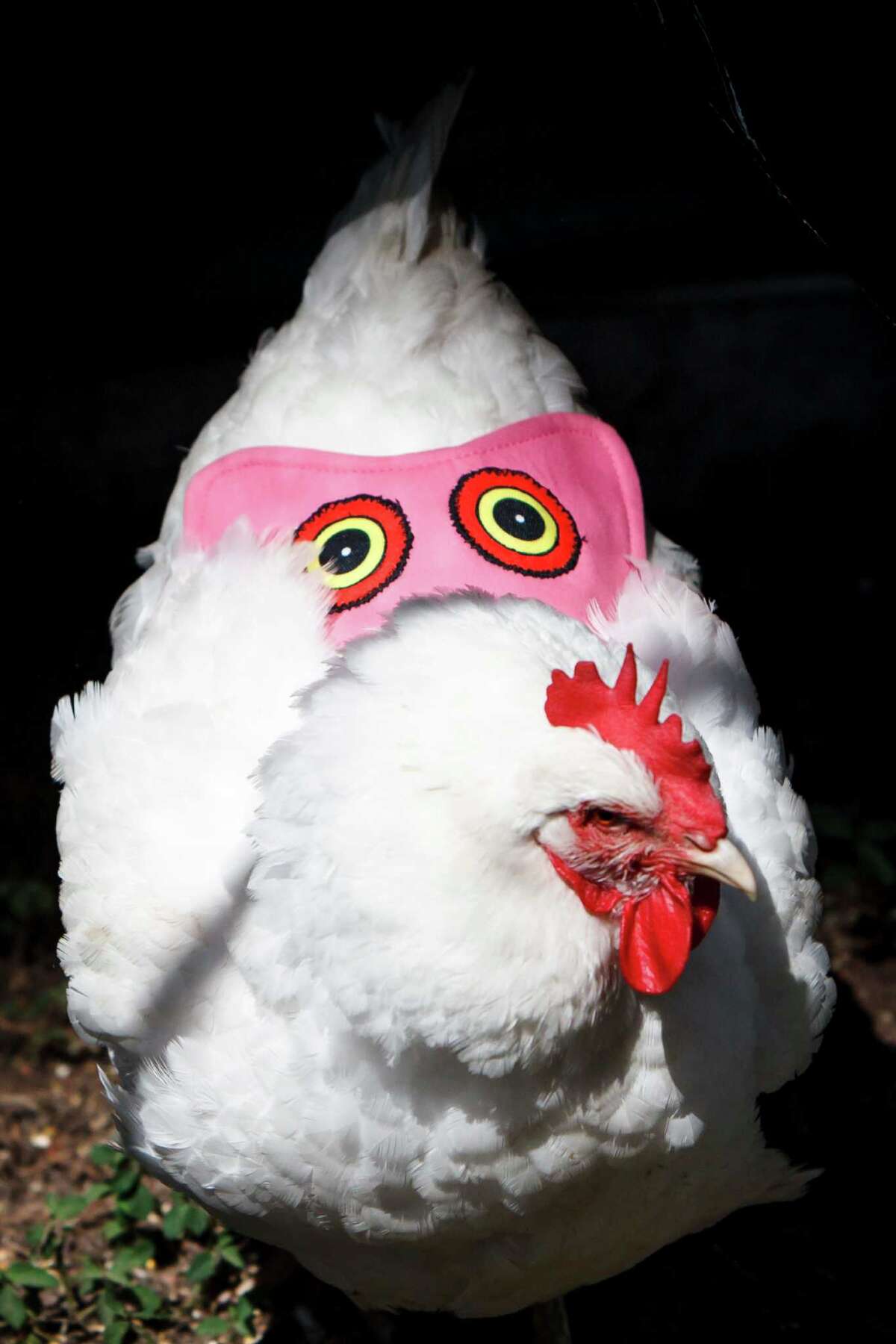Poultry protection is going highstyle