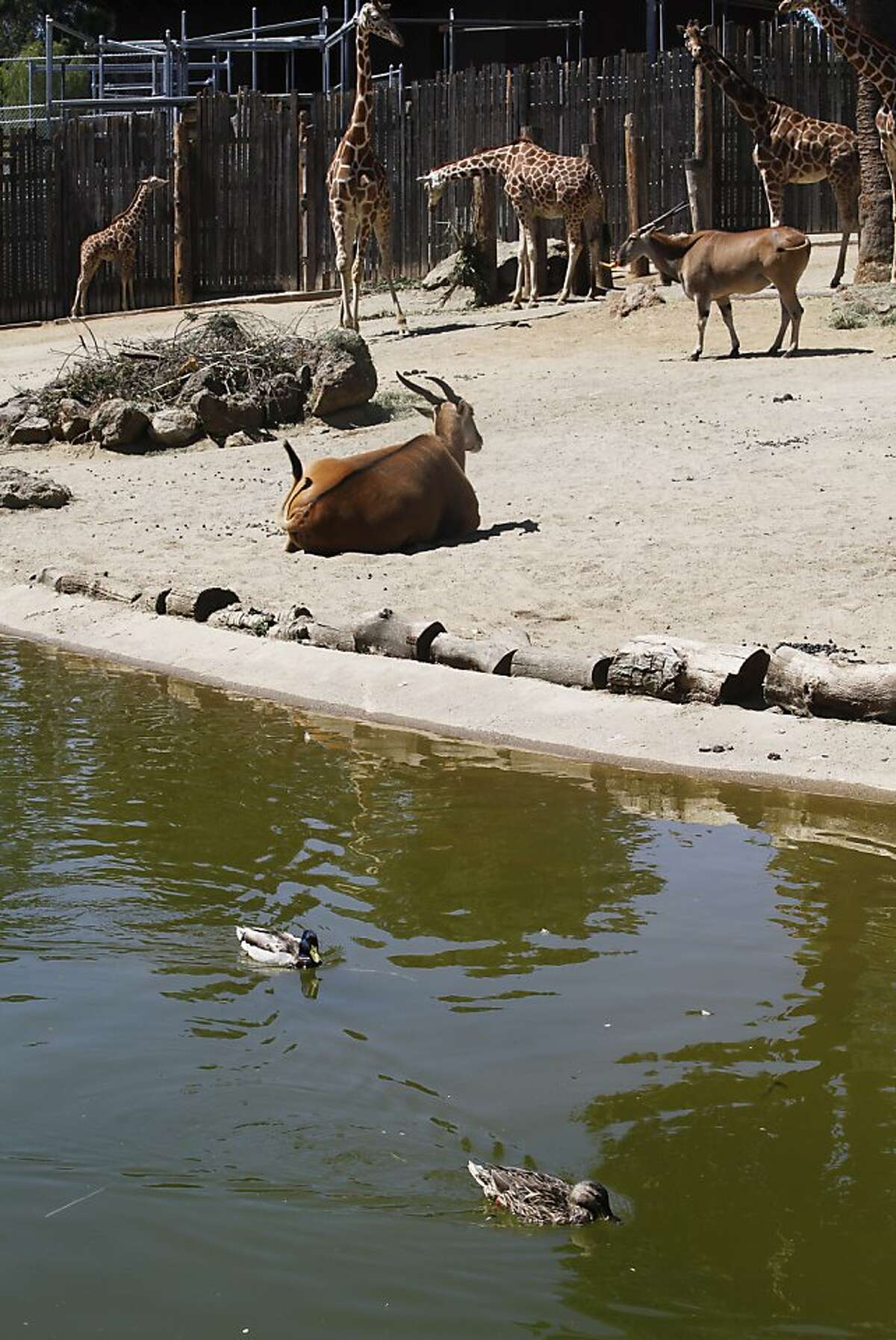 Oakland Zoo's animals coexist with native visitors