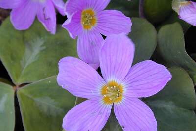 Redwood Sorrel Not Your Average Weedy Oxalis