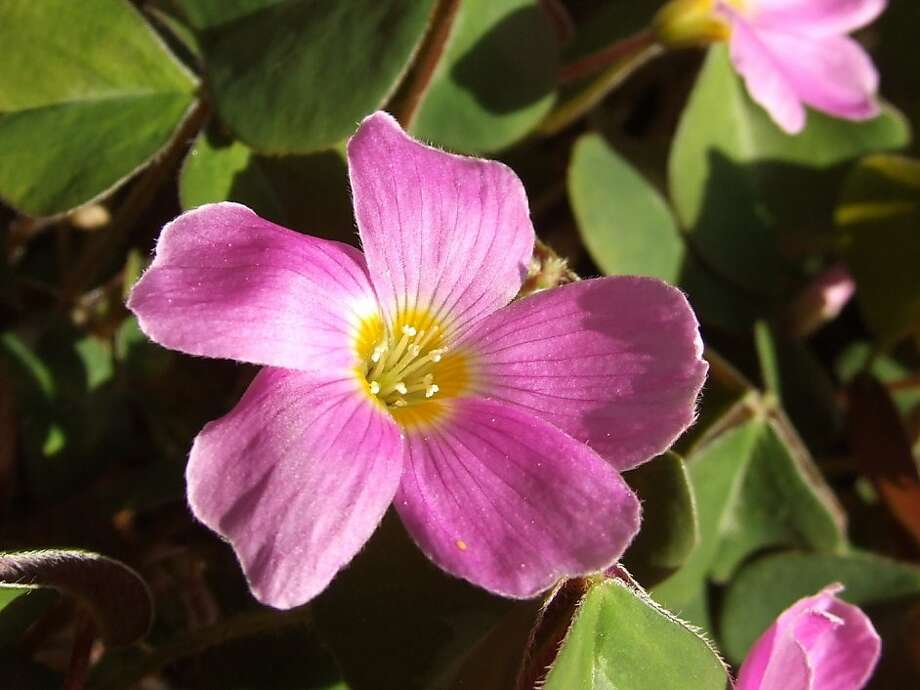 Redwood sorrel not your average weedy oxalis SFGate