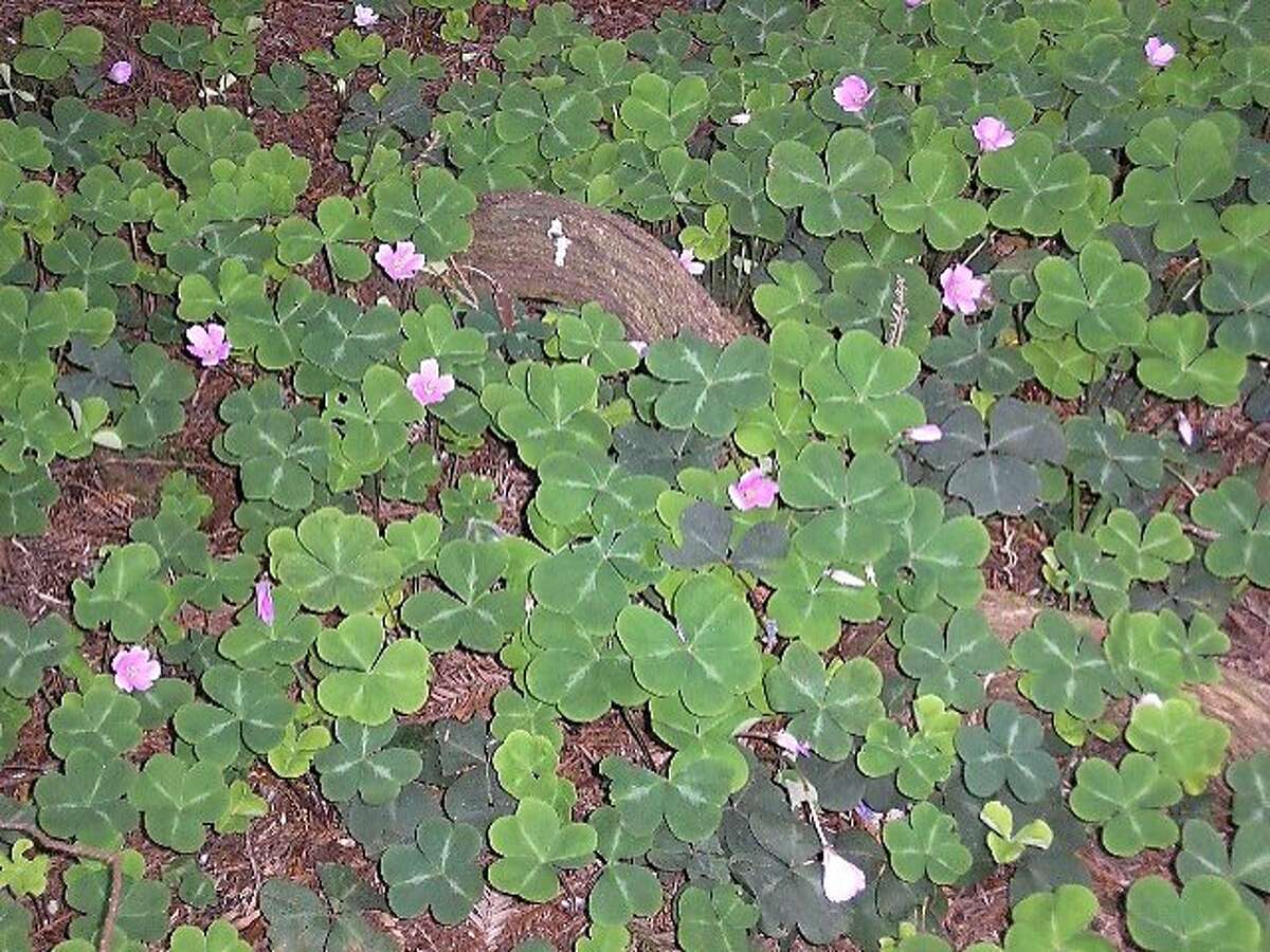 Redwood Sorrel Not Your Average Weedy Oxalis