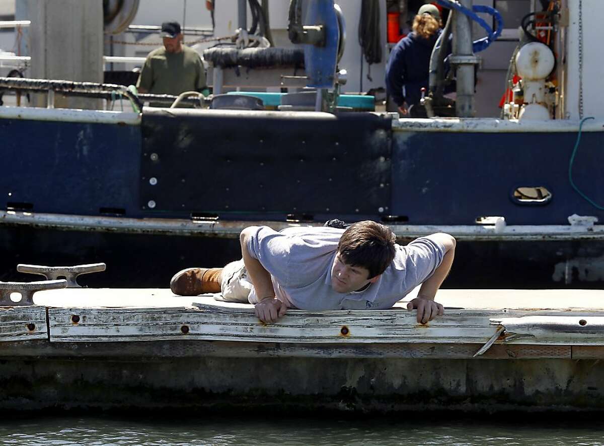Biologist Kevin McEligot of Aquarium By The Bay lays down on a pier to get a close look at the nearby kelp. A highly invasive brown kelp called Undaria pinnatifida is invading the San Francisco bay waters prompting regular searches to eliminate it, particularly around the Hyde Street pier in San Francisco, Calif.