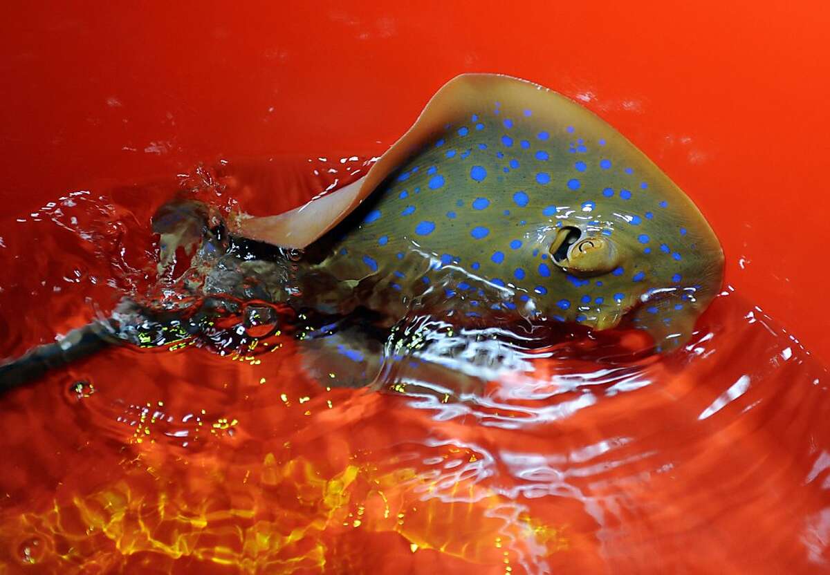 A Blue-spotted Fantail Ray swims in a bucket prior to being released into the Sydney Aquarium's brand new exhibit, the Tropical Bay of Rays, on June 20, 2012. The exhibit, part of the Aquarium's new refurbishment program, has a centralised tank surrounded by tropical palms and a pink illuminated sunset scene, with a colourful collection of animals on display, many of which are endangered or threatened. AFP PHOTO / Greg WOODGREG WOOD/AFP/GettyImages