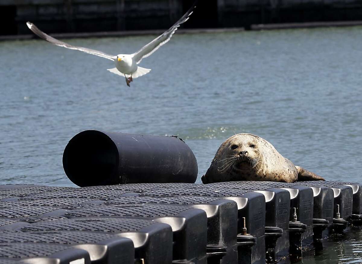A harbor seal finds refuge on a pier near where the search for Japanese kelp is going on. A highly invasive brown kelp called Undaria pinnatifida is invading the San Francisco bay waters prompting regular searches to eliminate it, particularly around the Hyde Street pier in San Francisco, Calif.