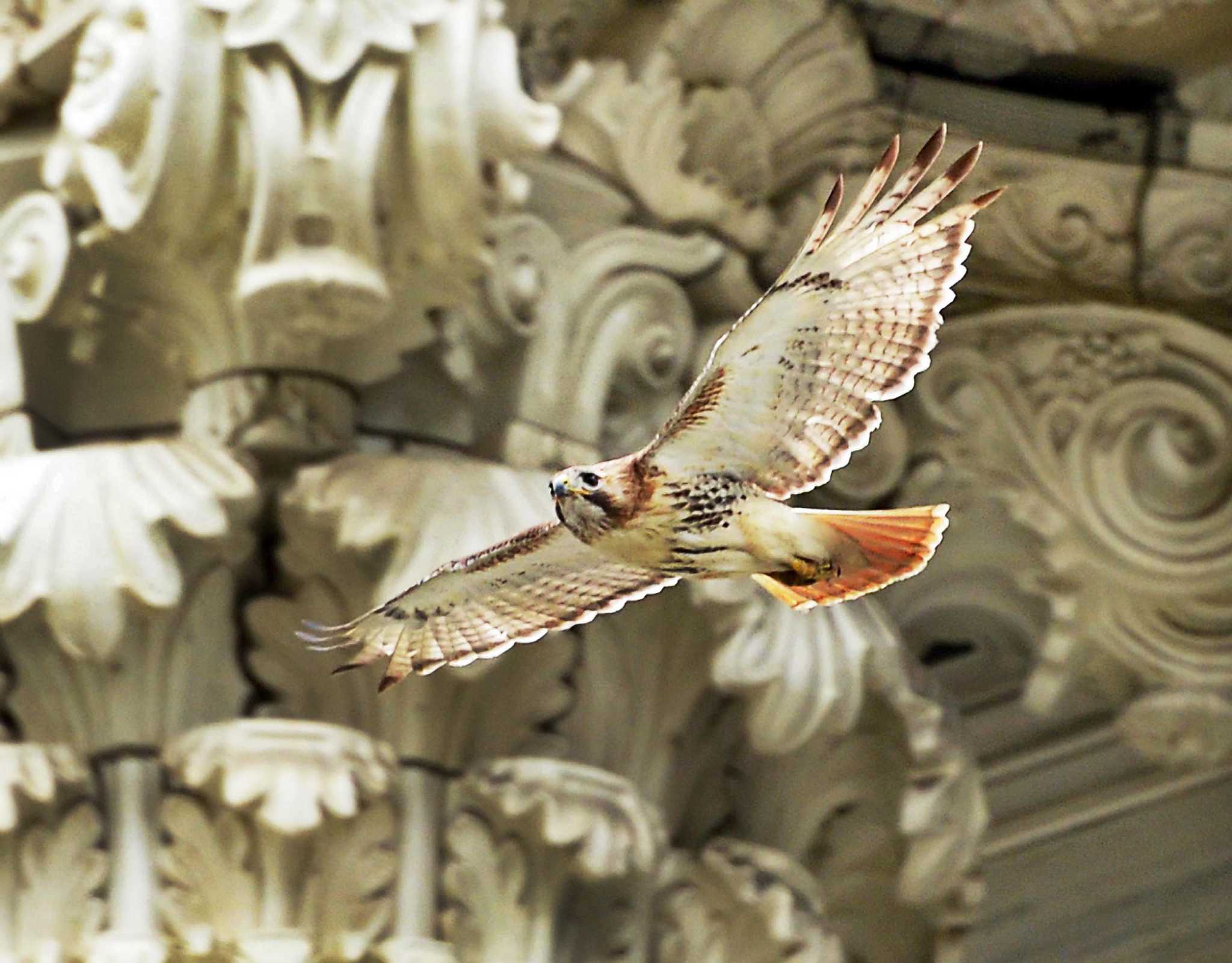 The Unexpected Predator: When Hawks Take Down Deer - 05wqku3