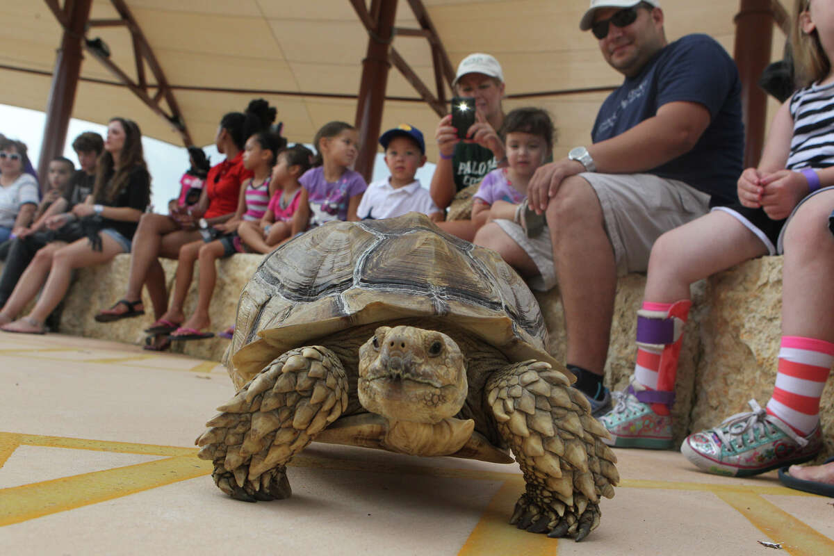 A lumbering tortoise checks out its surroundings as visitors check out the tortoise during the Zoofari animal show.