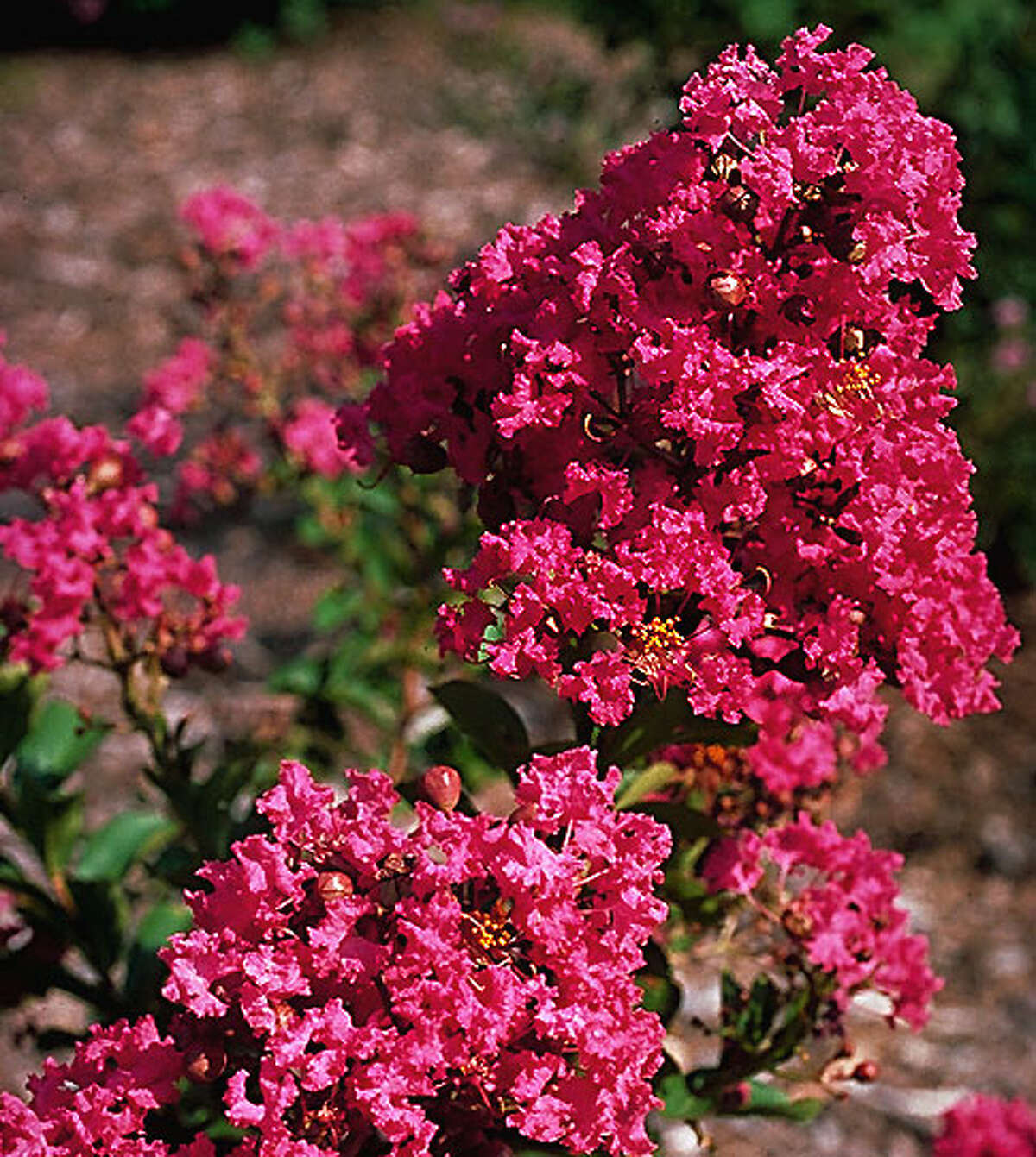 Boost blooming for crape myrtles by removing bloom spikes when half have lost color.