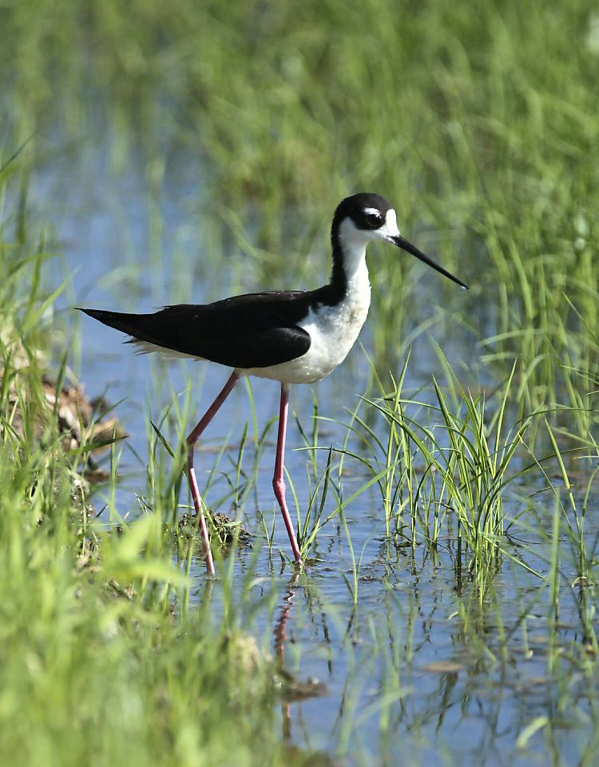 California rice farmers help out migratory birds