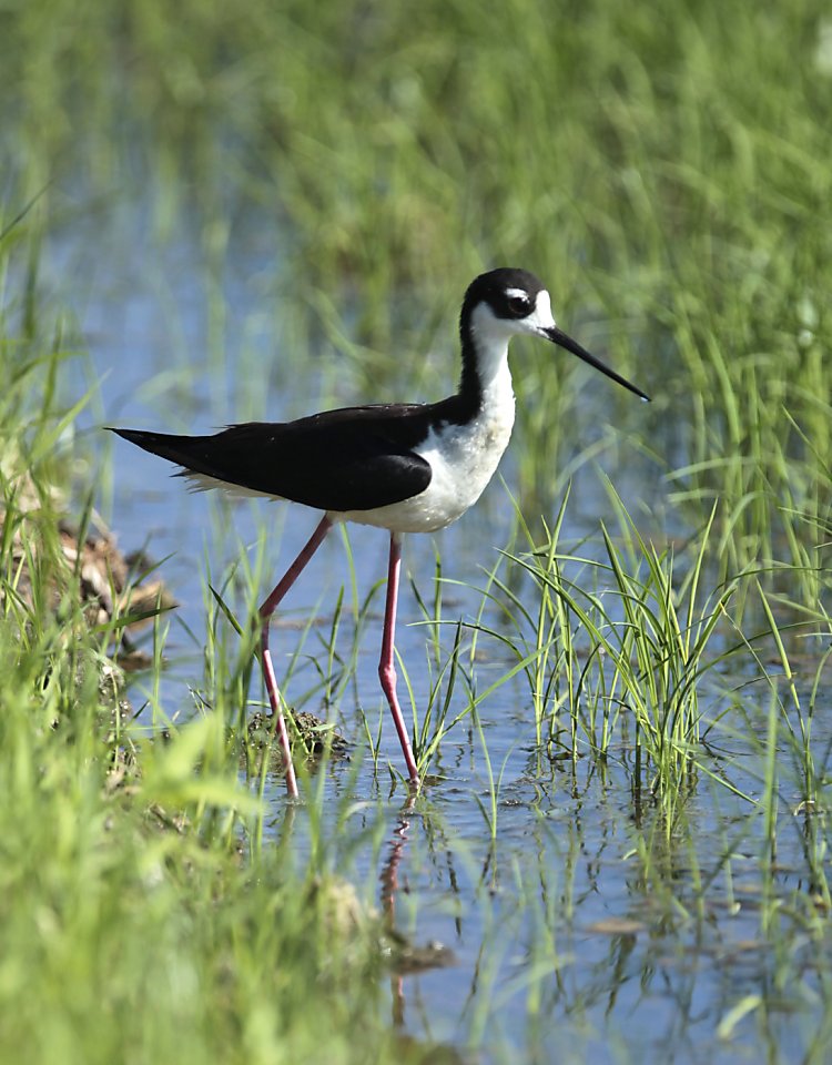 rice field birds