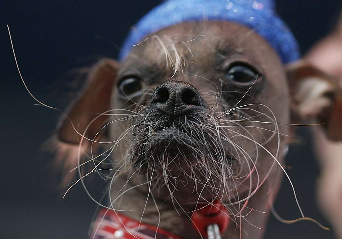 A Chinese Crested dog from the United Kingdom named Mugly is brought to the stage for judging during the 2012 World's Ugliest Dog contest at the Sonoma-Marin Fair in Petaluma on June 22, 2012 in California. AFP Photo / Kimihiro HoshinoKIMIHIRO HOSHINO/AFP/GettyImages