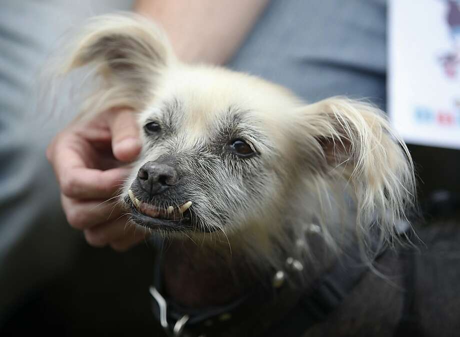 World's Ugliest Dog crowned in Petaluma SFGate