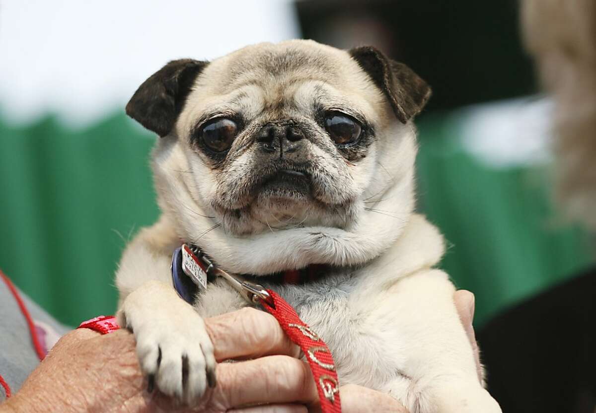 World's Ugliest Dog crowned in Petaluma