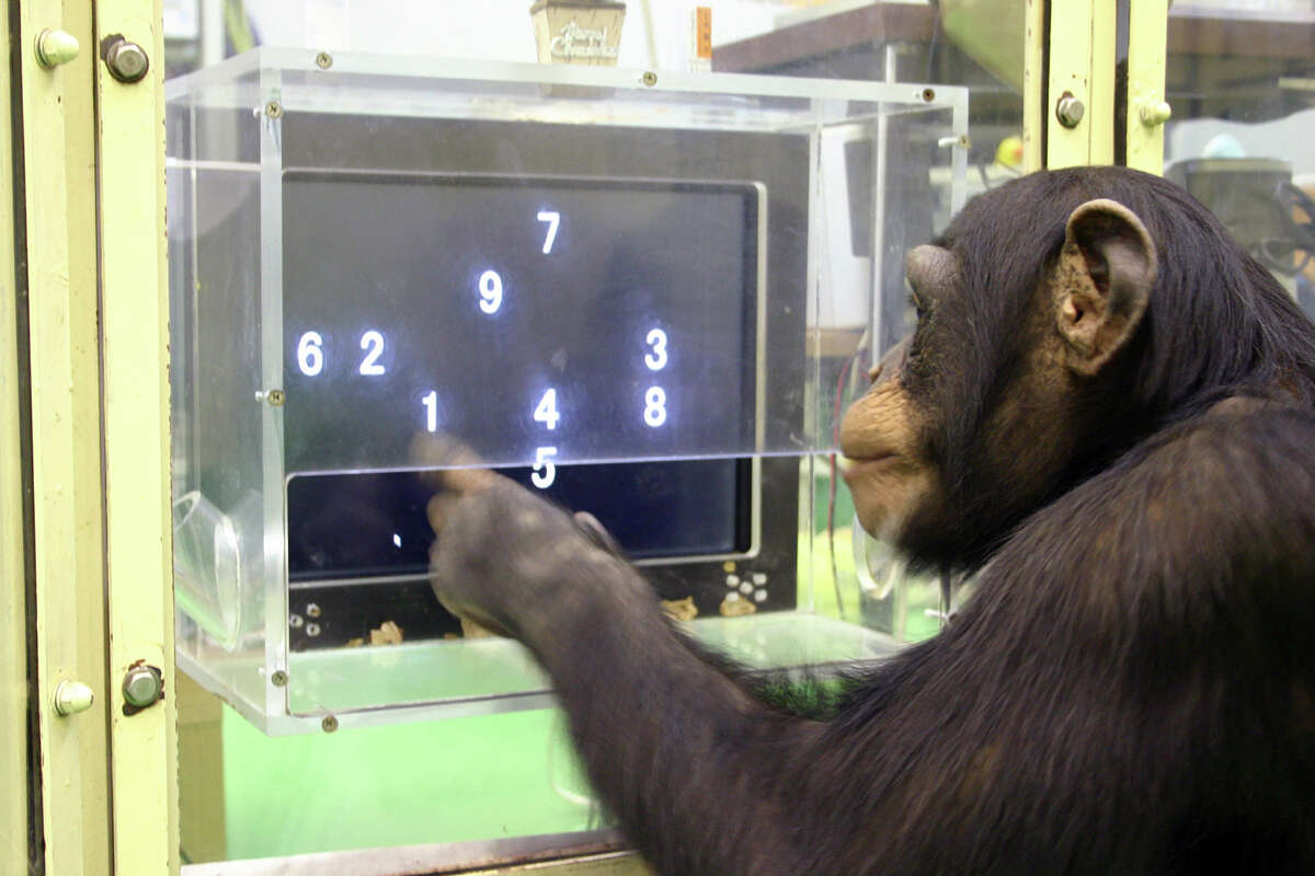 world record for chimpanzee test