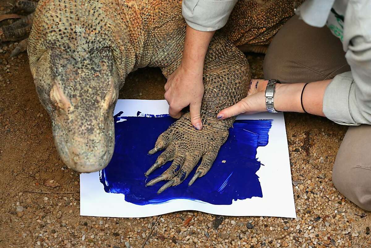 SYDNEY, AUSTRALIA - JUNE 27: 'Tuka' the komodo dragon leaves a paint print on a canvas at Taronga Zoo on June 27, 2012 in Sydney, Australia. Taronga and Western Plains Zoo today pledged a a new elephant conservation project in Thailand and animals at Taronga made their pledge by dipping their feet and hands in paint and smudging them on canvas. (Photo by Cameron Spencer/Getty Images)