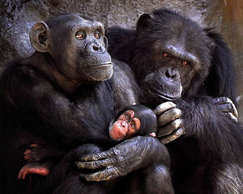 baby chimpanzee documentary torrent