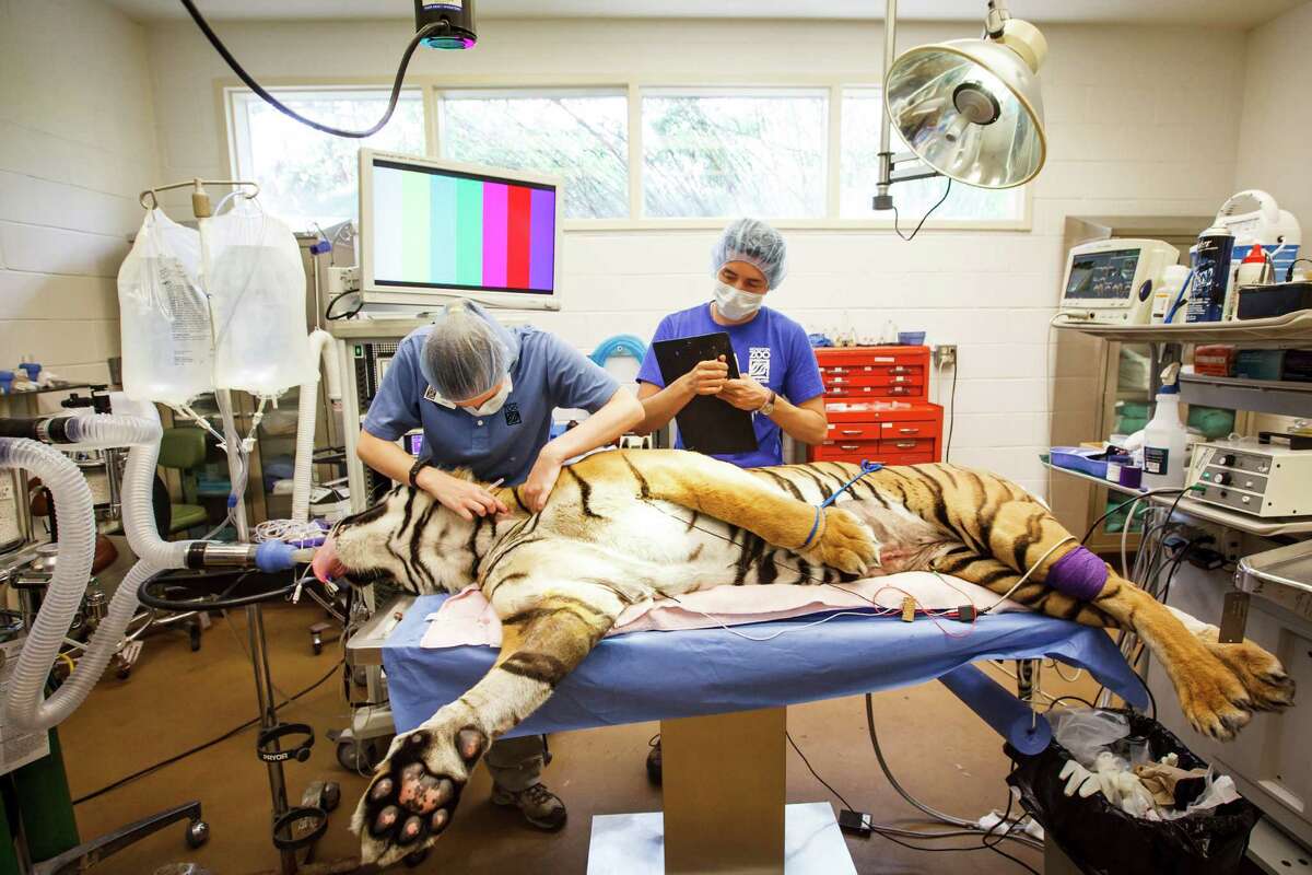 Big cats get special treatment at the Houston Zoo