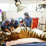 Rare, aging tiger euthanized at the Houston Zoo - Houston Chronicle