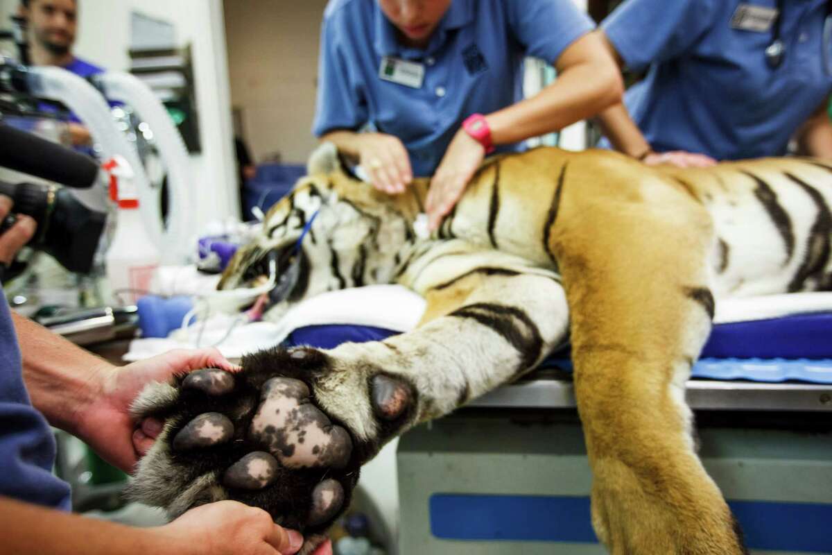 Stem cells help some ailing Houston Zoo creatures