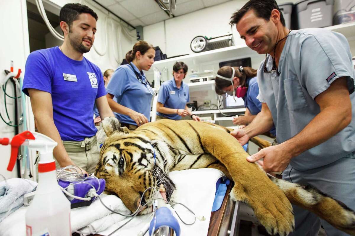 Big cats get special treatment at the Houston Zoo