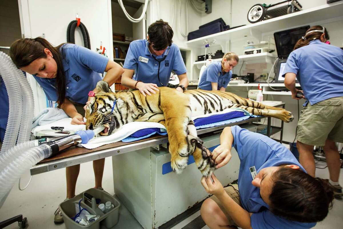 Big cats get special treatment at the Houston Zoo