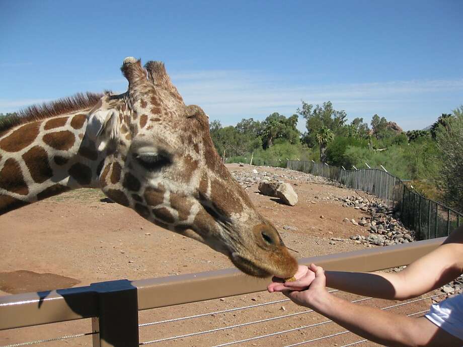 phoenix zoo hotels phoenix zoo hotels