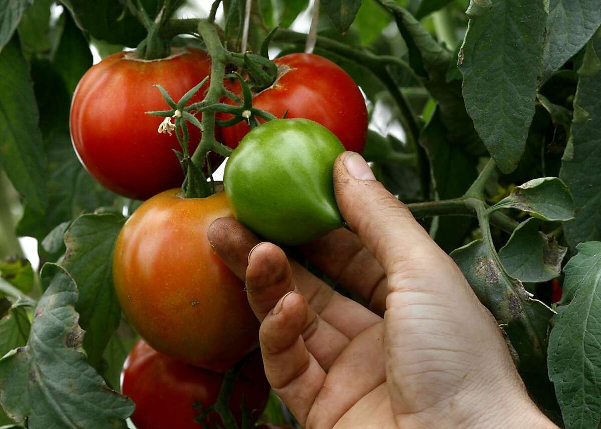 Tomato breakthrough at UC Davis could aid industry
