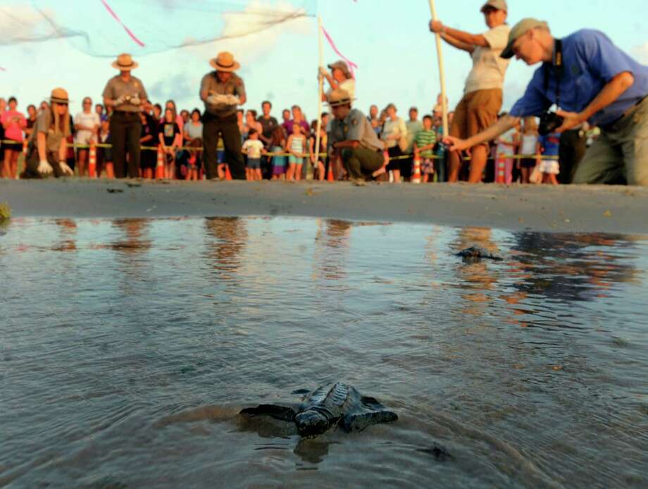 Baby sea turtles released into Gulf of Mexico - San Antonio Express-News