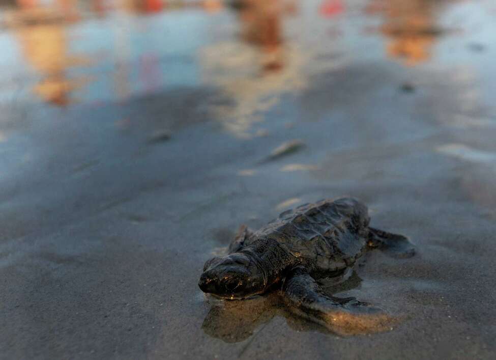 Baby sea turtles released into Gulf of Mexico